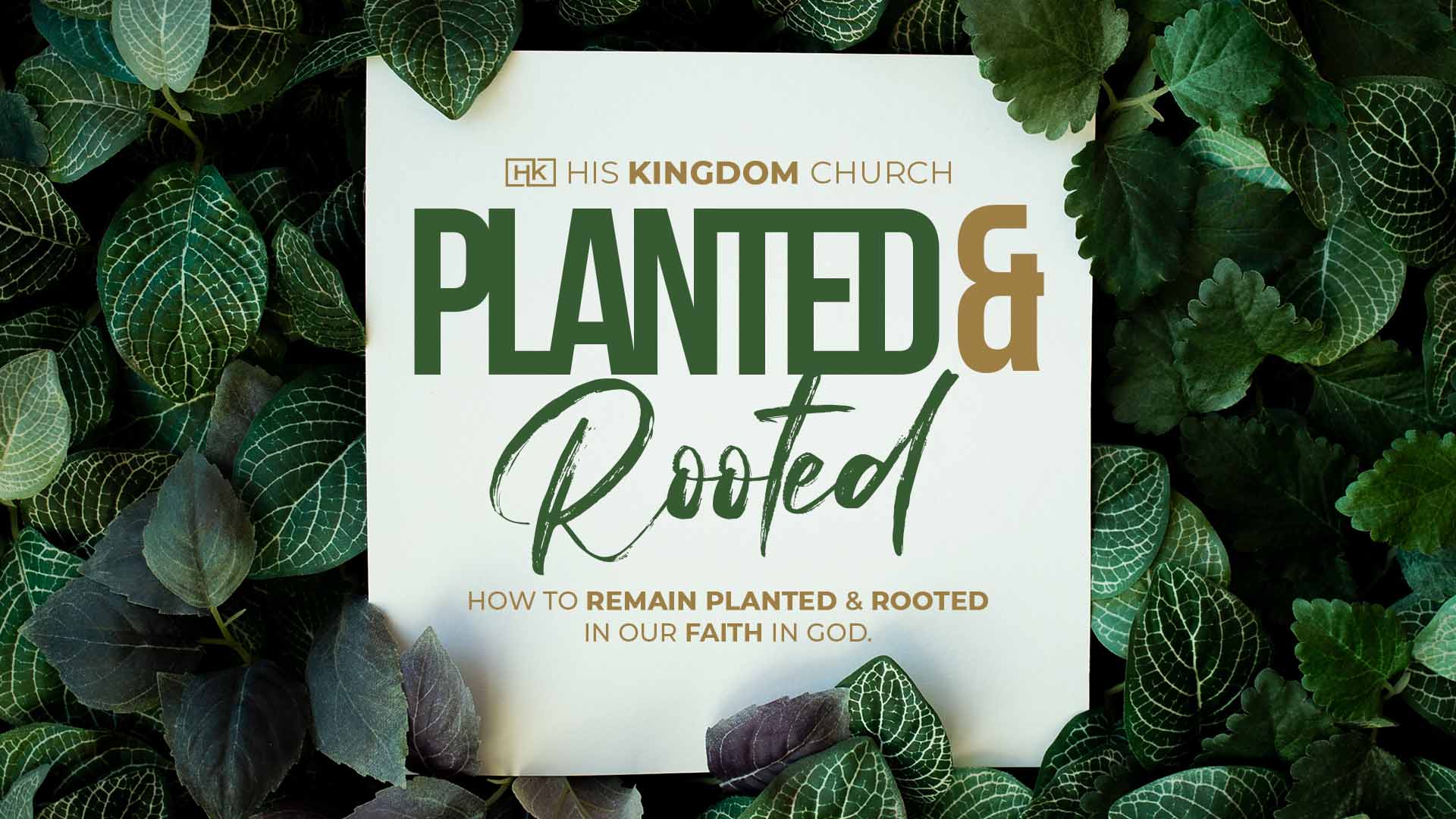 YT-Planted & Rooted-Cover